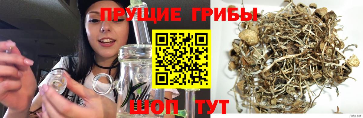 Галлюциногенные грибы Cubensis  Галлюциногенные грибы Psilocybe  что такое наркотик  Арзамас  Вход с VPN 
